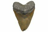 Serrated, Fossil Megalodon Tooth - North Carolina #345659-1